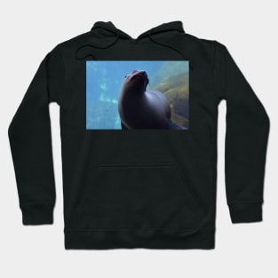 Sea Lion Hoodie